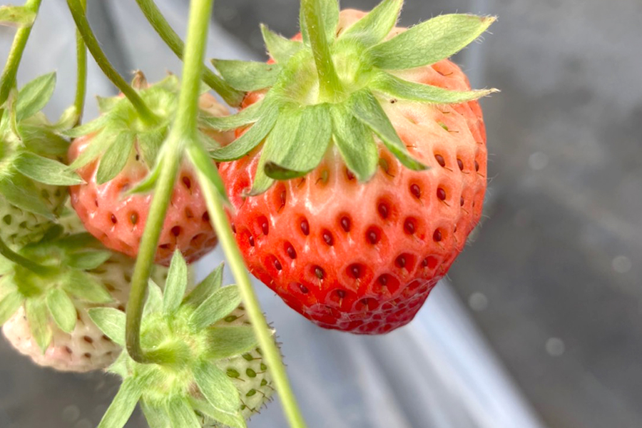 いちご狩り情報 立花いちご農園